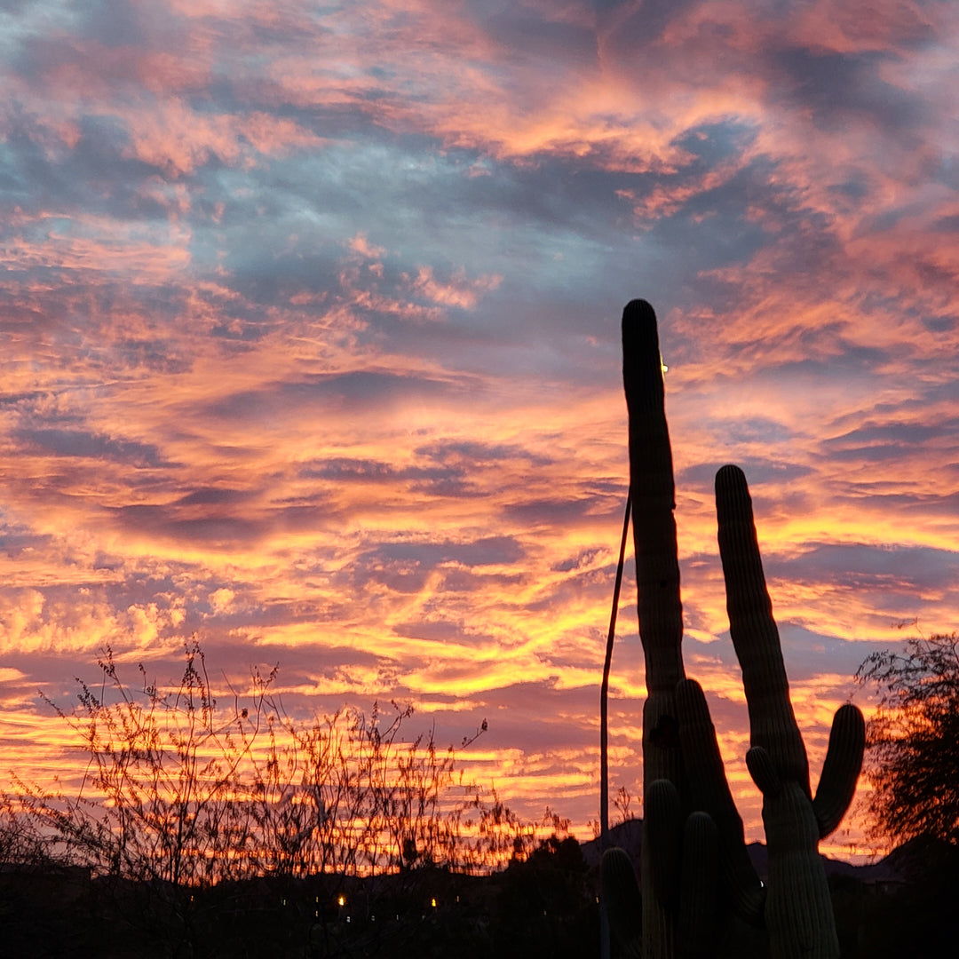 First Timers' Tucson Experiences with Little Lemuria