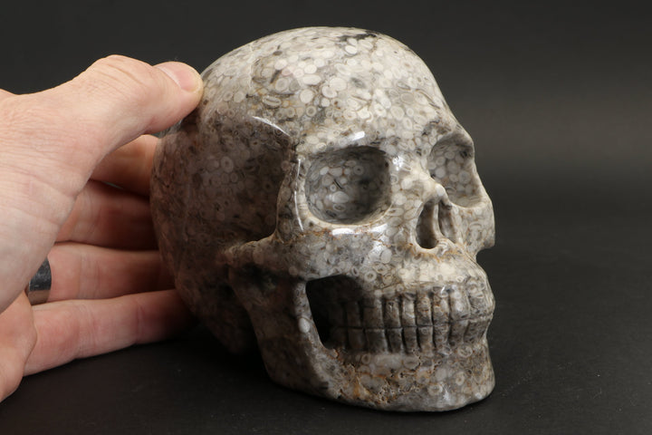 Crinoid Fossil Skull Carving DD1457