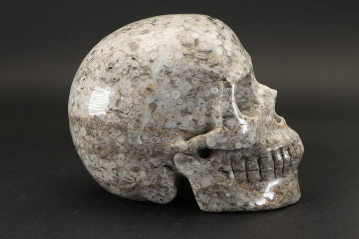 Crinoid Fossil Skull Carving DD1457