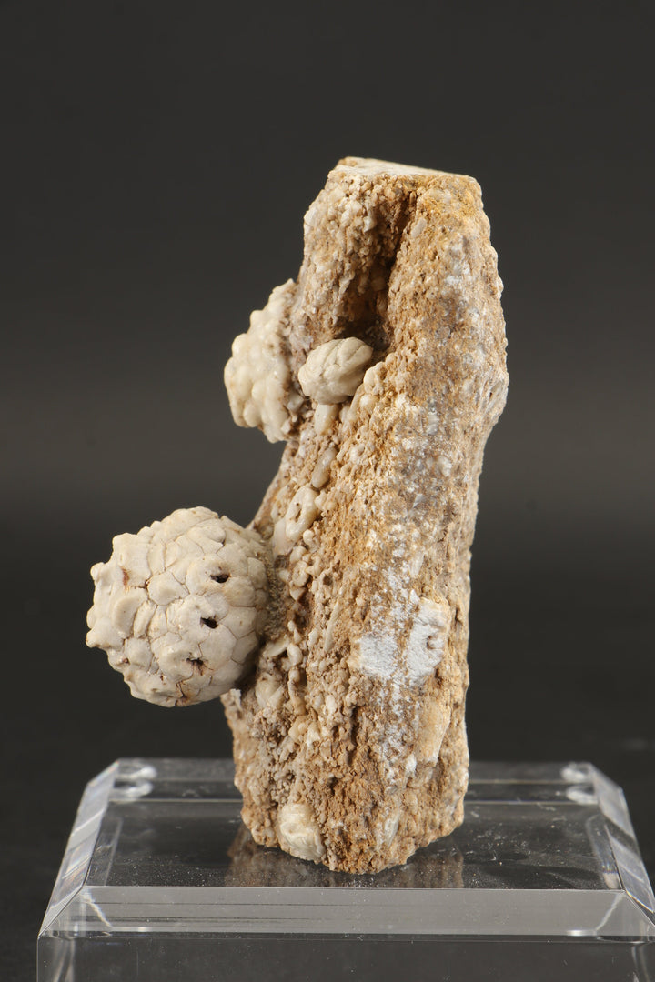 Crinoid and Blastoid Fossil Plate DX3740