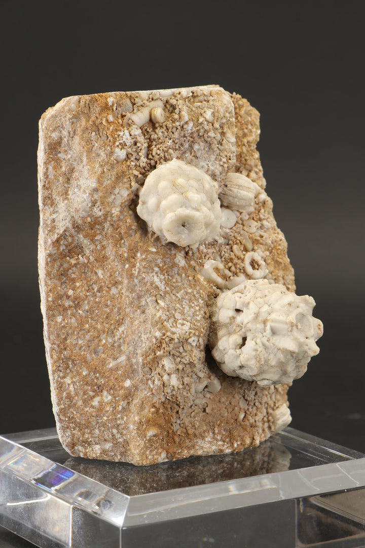 Crinoid and Blastoid Fossil Plate DX3740