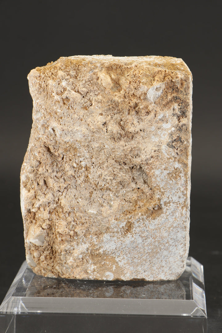 Crinoid and Blastoid Fossil Plate DX3740