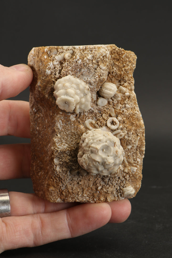 Crinoid and Blastoid Fossil Plate DX3740