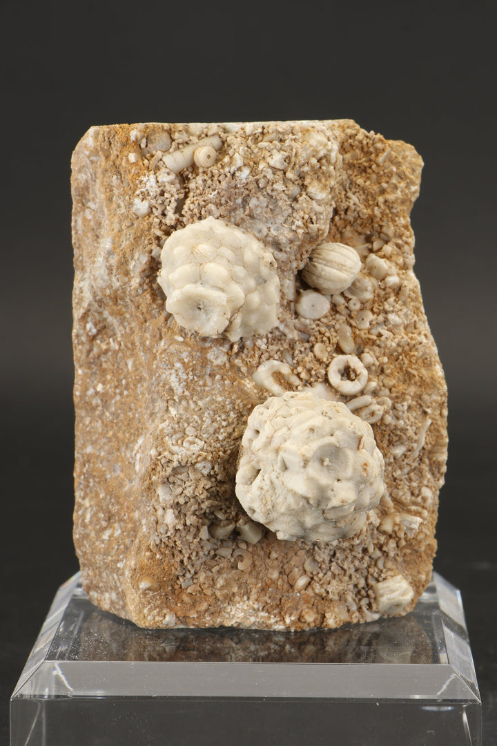 Crinoid and Blastoid Fossil Plate DX3740