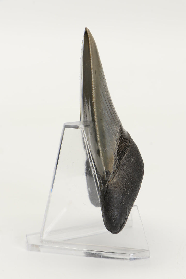 3.25" Fossil Megalodon Tooth TD465