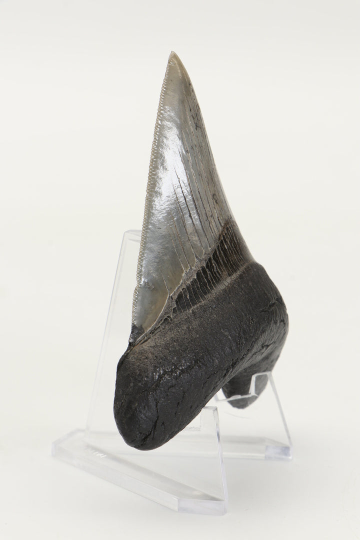 3.25" Fossil Megalodon Tooth TD465