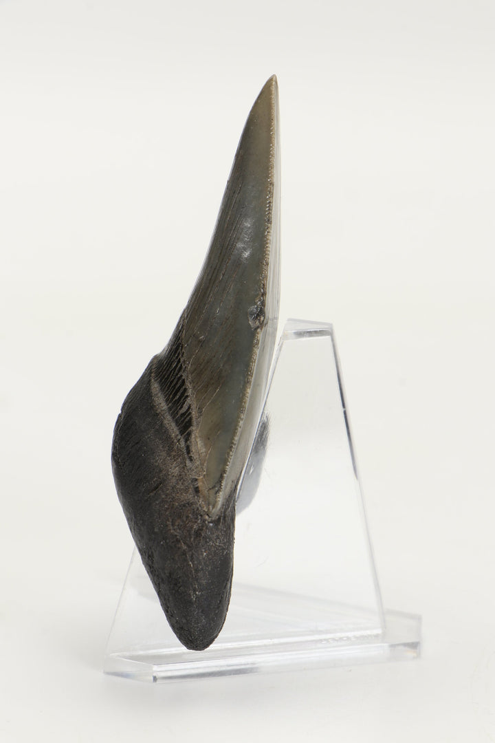 3.25" Fossil Megalodon Tooth TD465