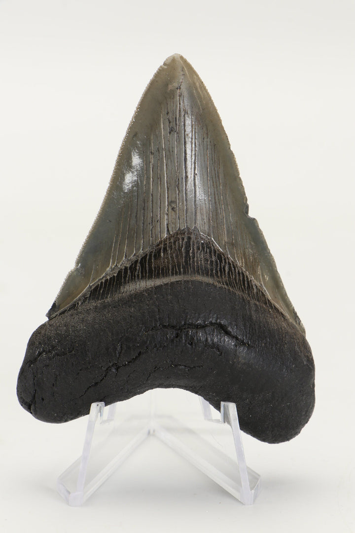3.25" Fossil Megalodon Tooth TD465