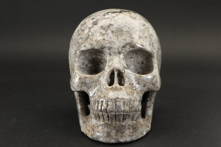 Crinoid Fossil Skull Carving DD1457