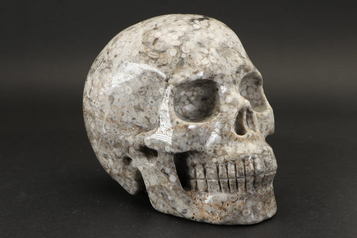 Crinoid Fossil Skull Carving DD1457