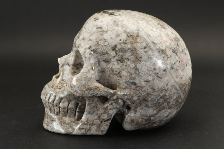 Crinoid Fossil Skull Carving DD1457
