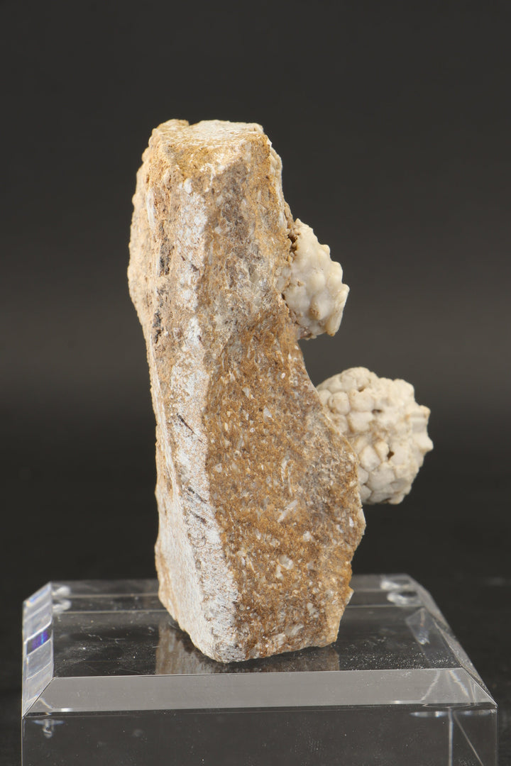 Crinoid and Blastoid Fossil Plate DX3740