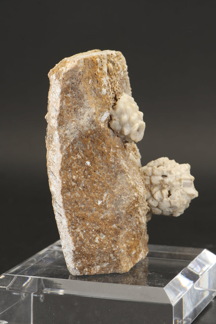 Crinoid and Blastoid Fossil Plate DX3740