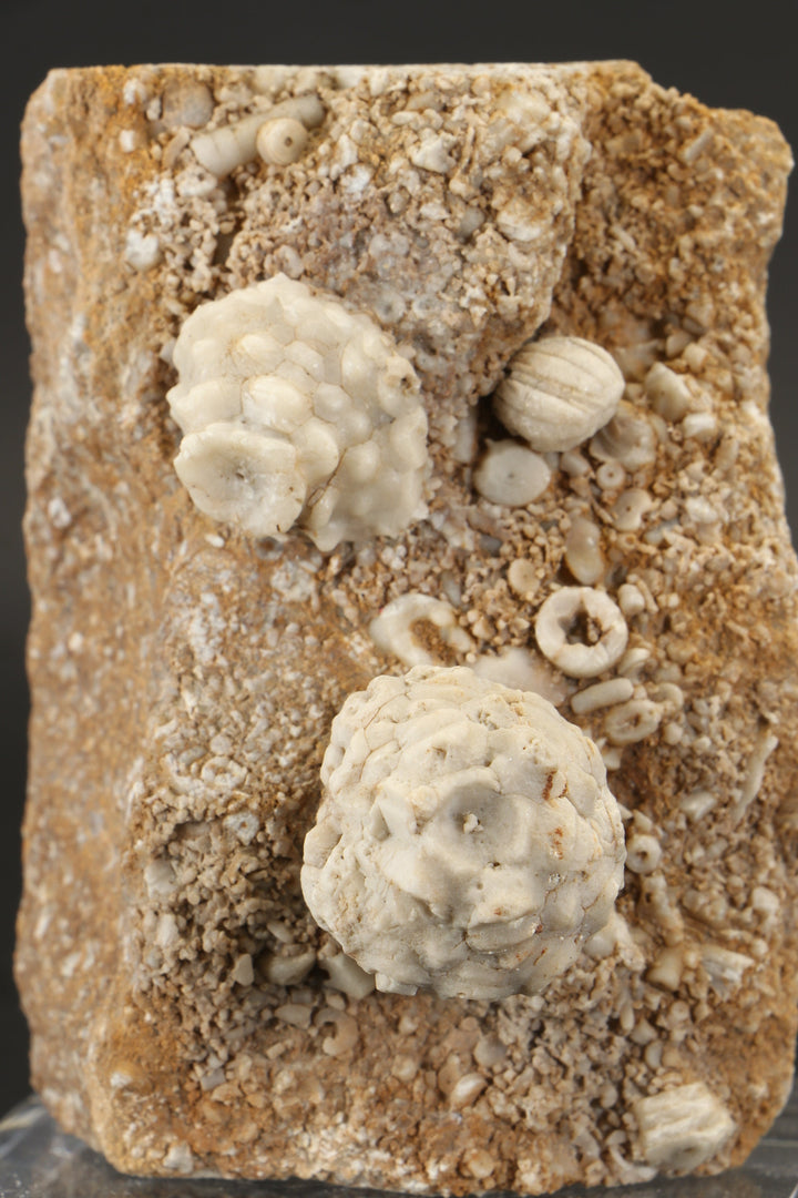 Crinoid and Blastoid Fossil Plate DX3740