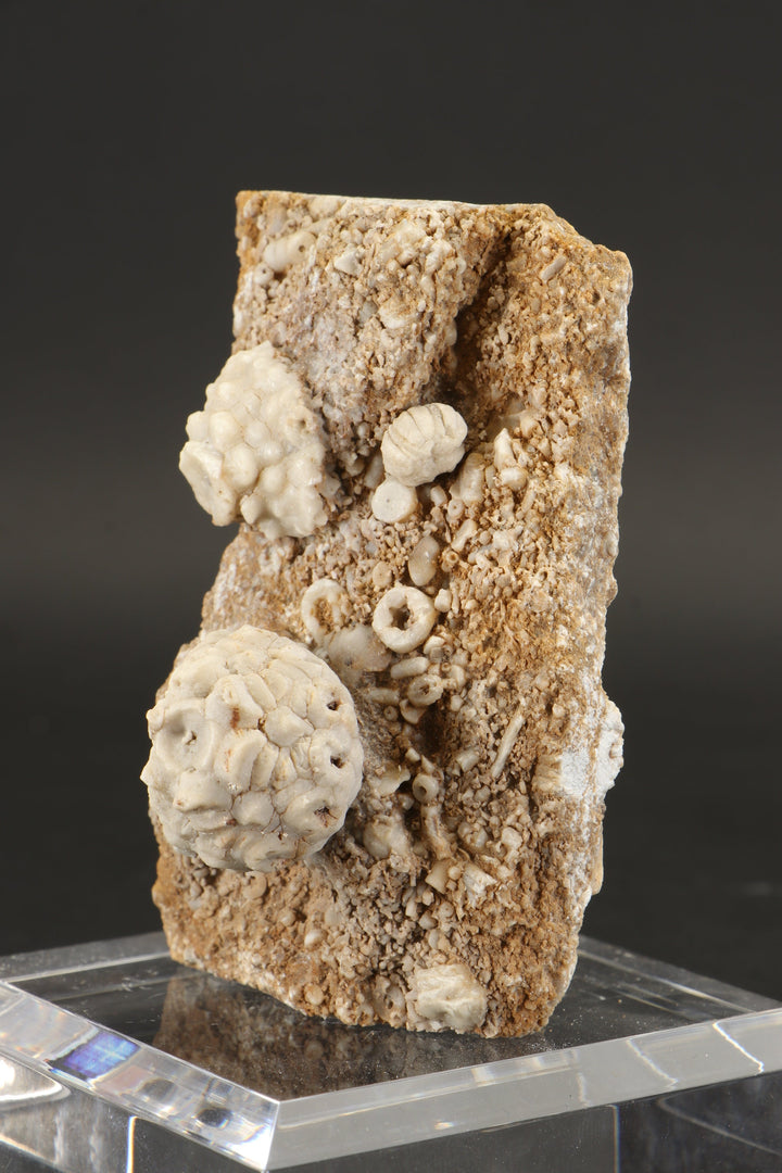 Crinoid and Blastoid Fossil Plate DX3740