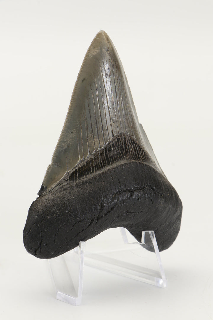 3.25" Fossil Megalodon Tooth TD465