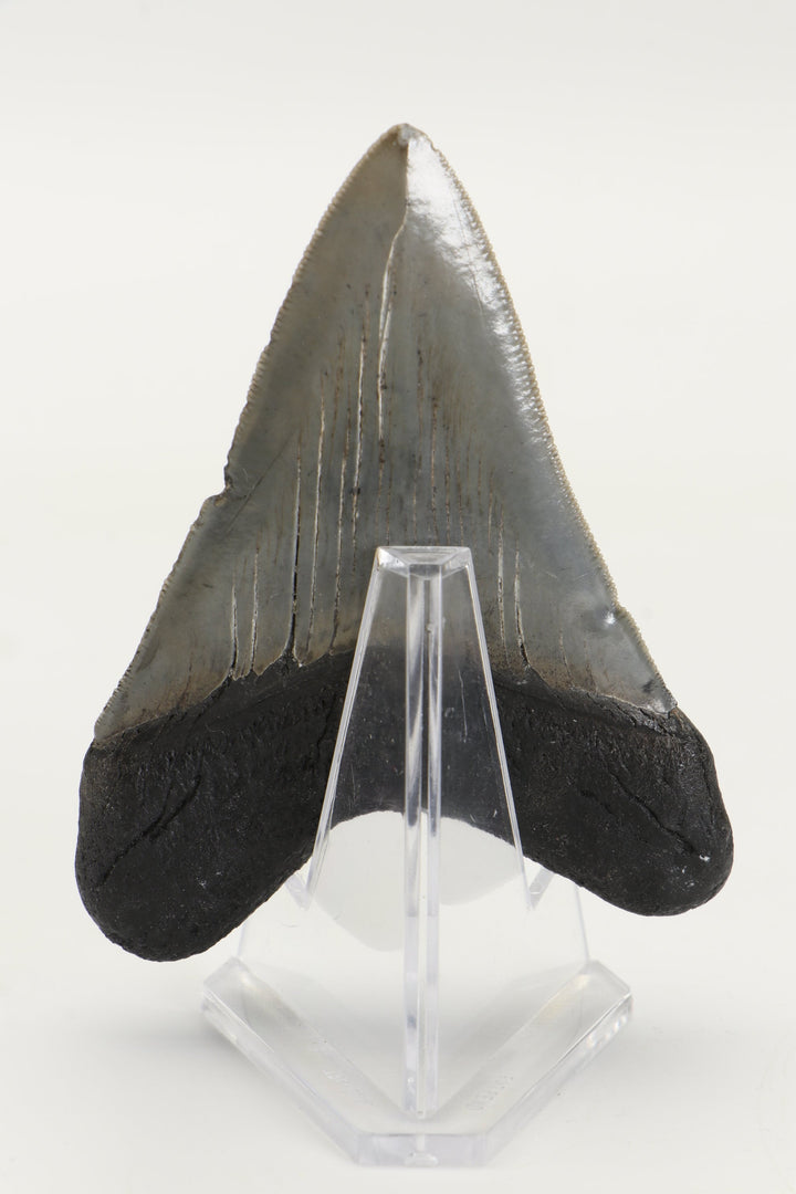 3.25" Fossil Megalodon Tooth TD465
