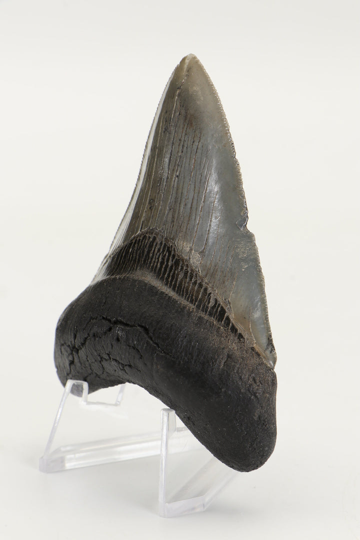 3.25" Fossil Megalodon Tooth TD465
