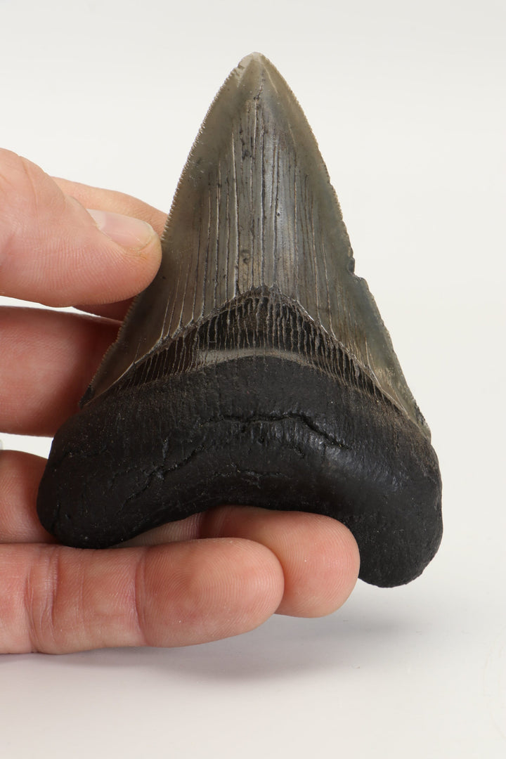 3.25" Fossil Megalodon Tooth TD465