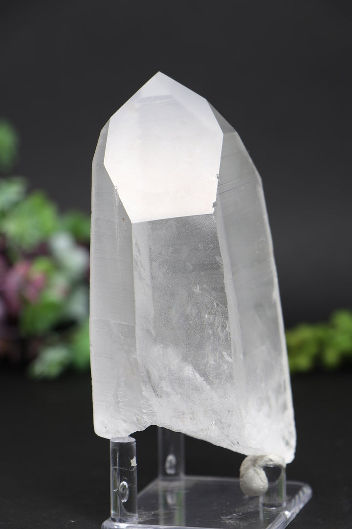 4.75" Lemurian