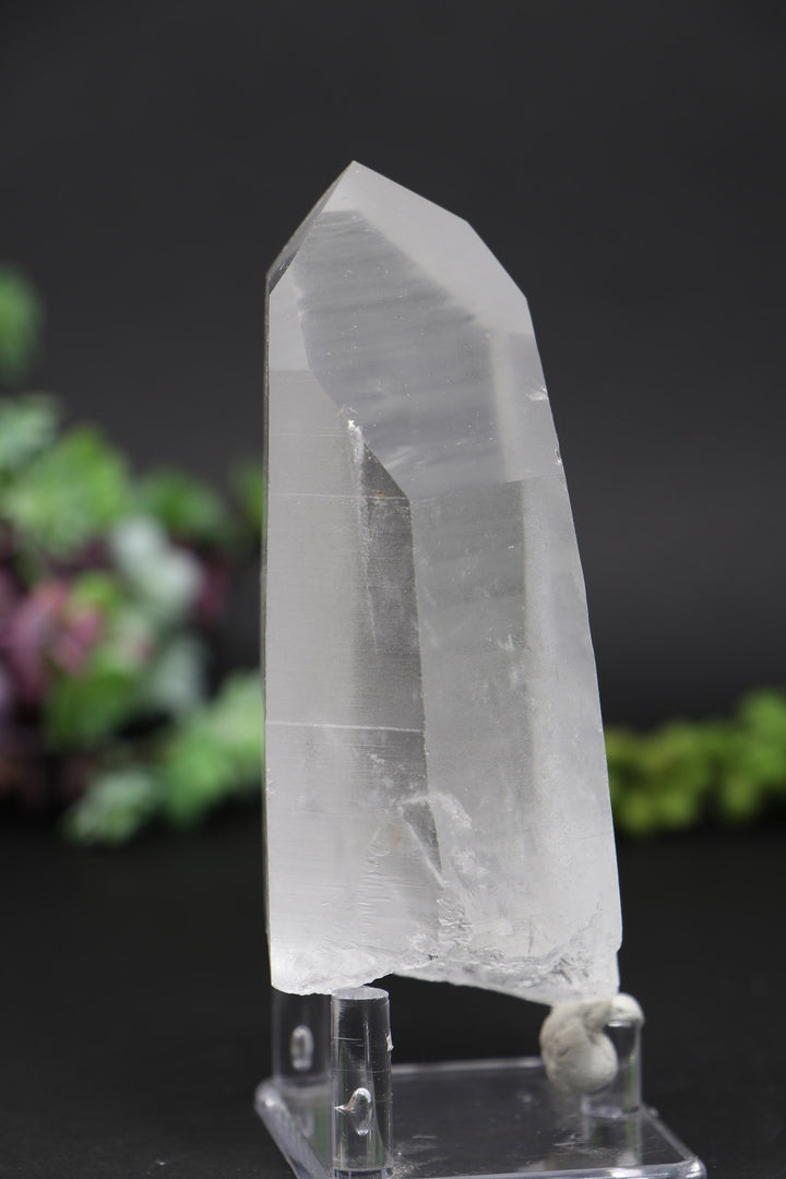 4.75" Lemurian