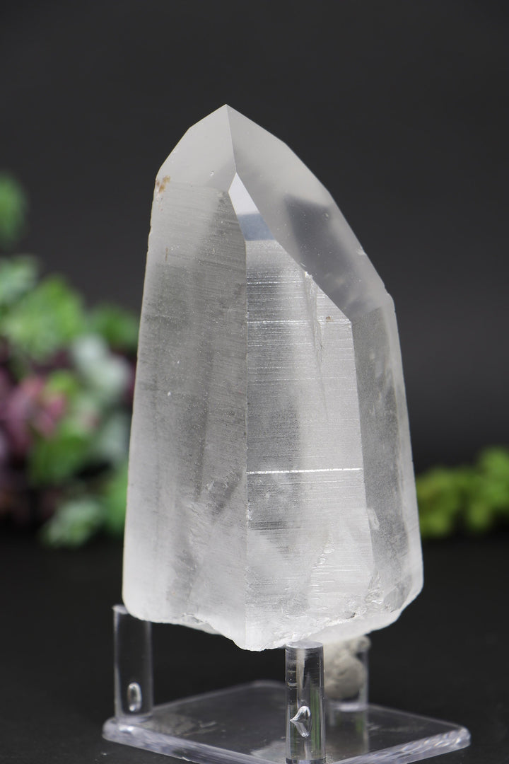 4.75" Lemurian