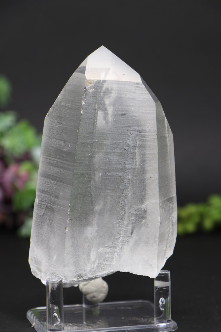 4.75" Lemurian
