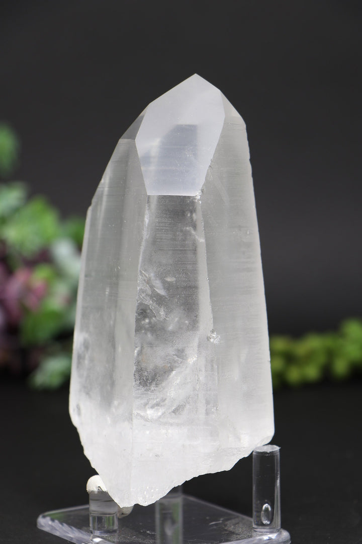 4.75" Lemurian