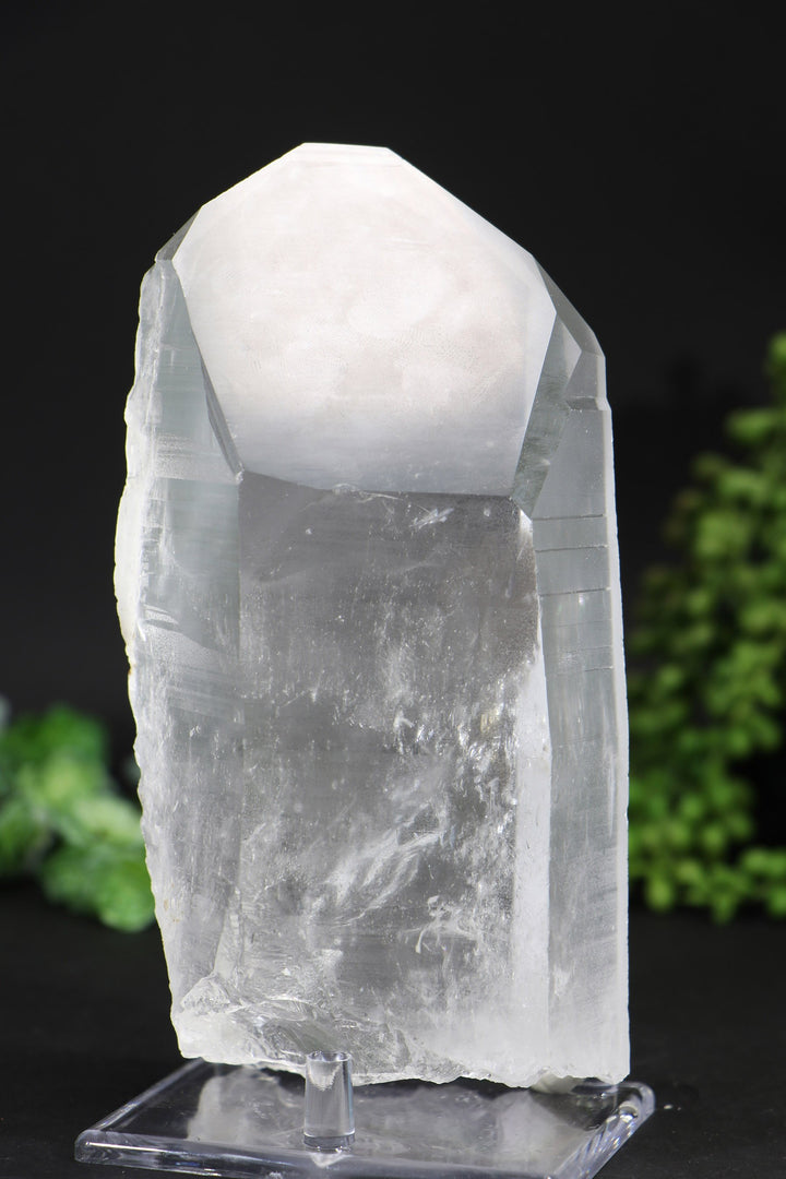 6.5" Lemurian