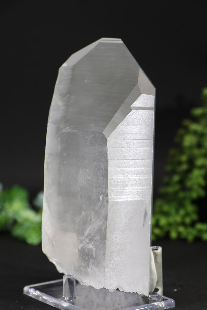 6.5" Lemurian