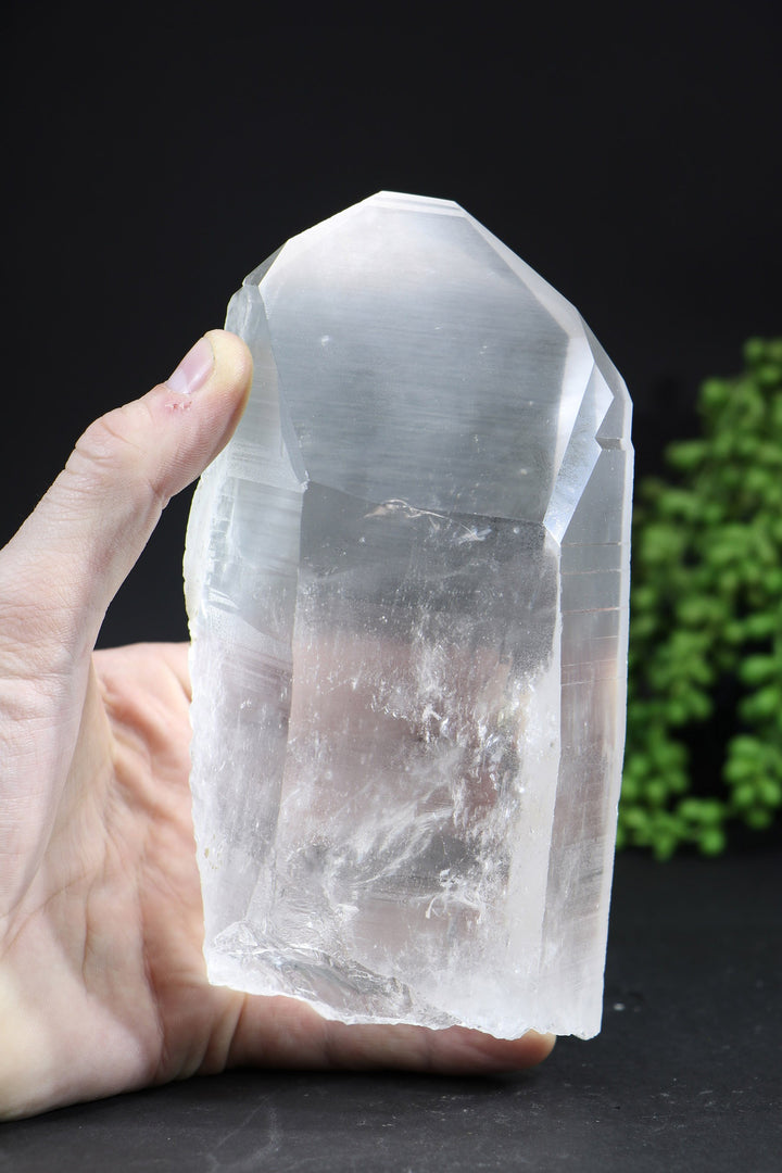 6.5" Lemurian
