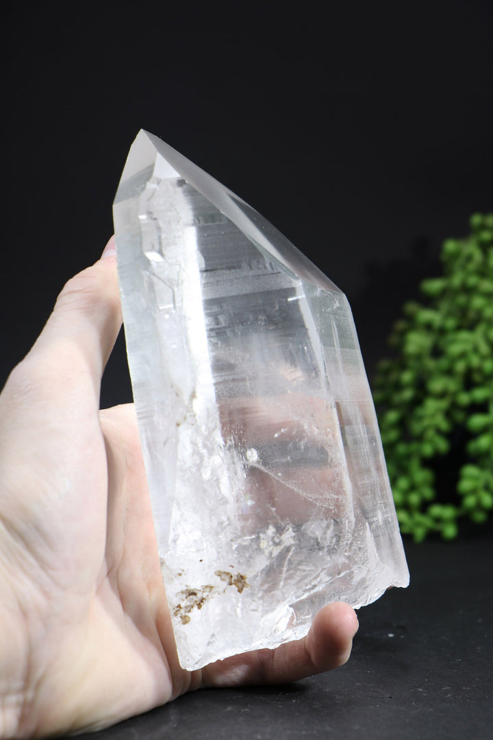 6.5" Lemurian