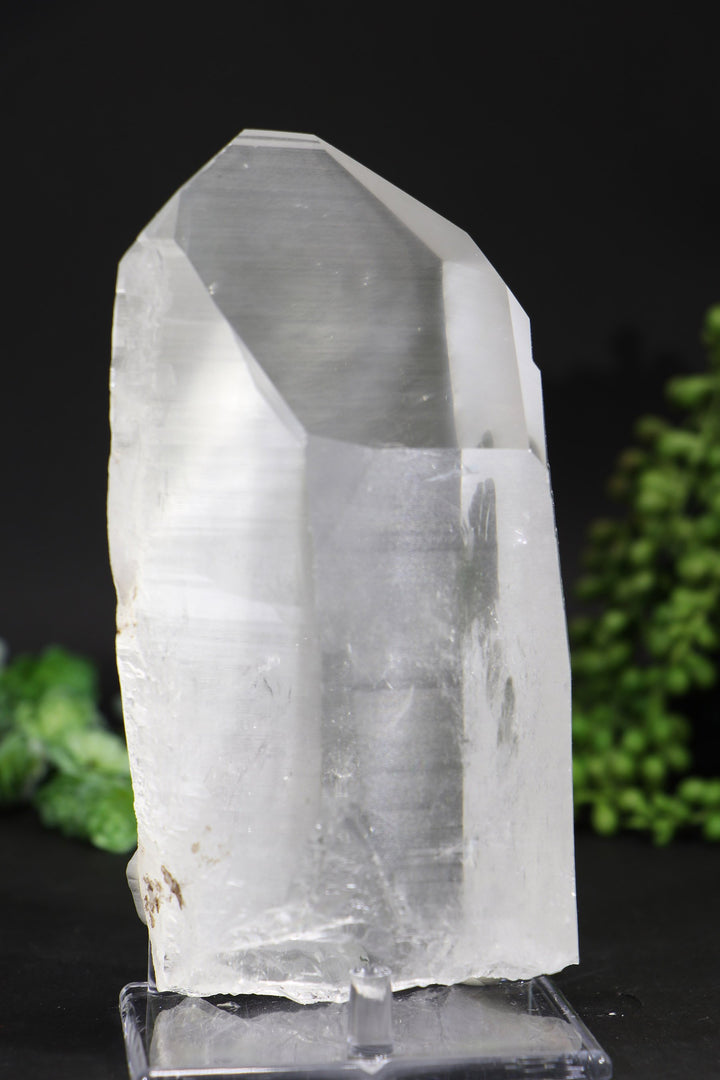 6.5" Lemurian