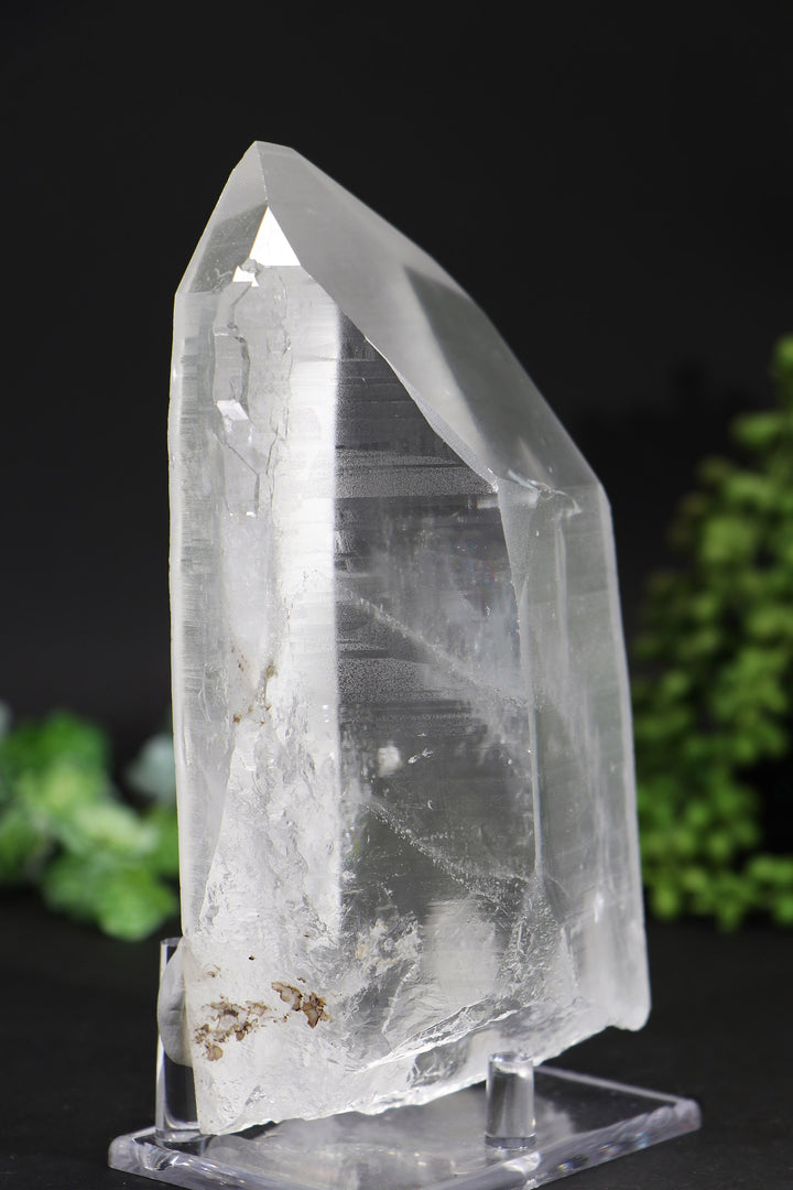 6.5" Lemurian