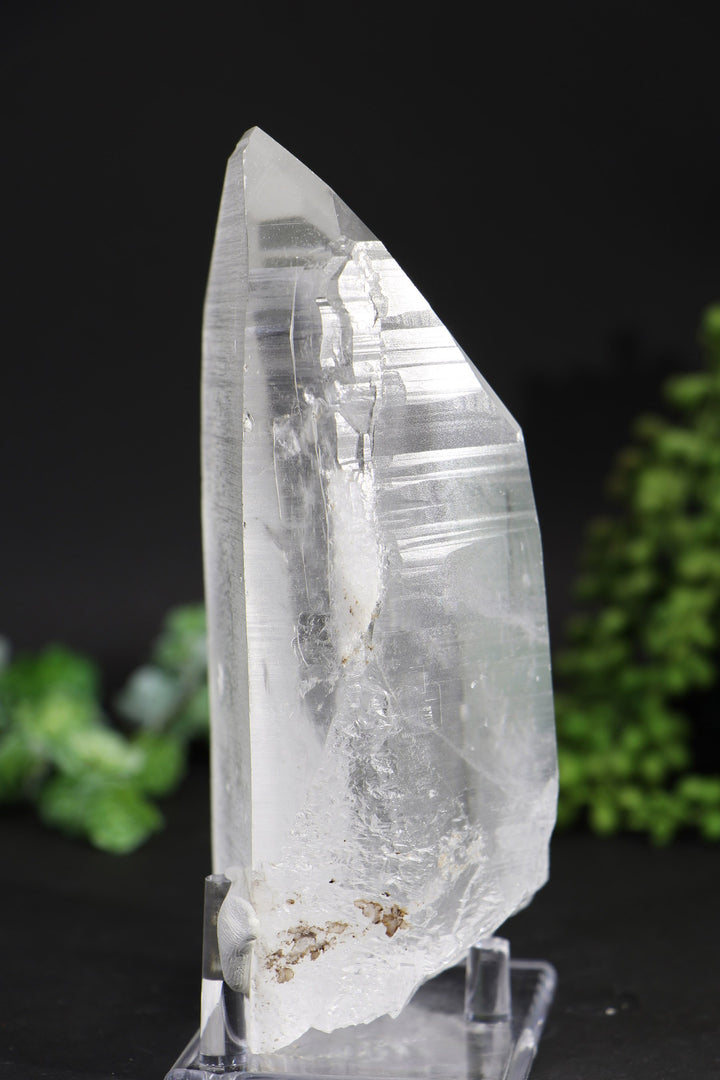 6.5" Lemurian