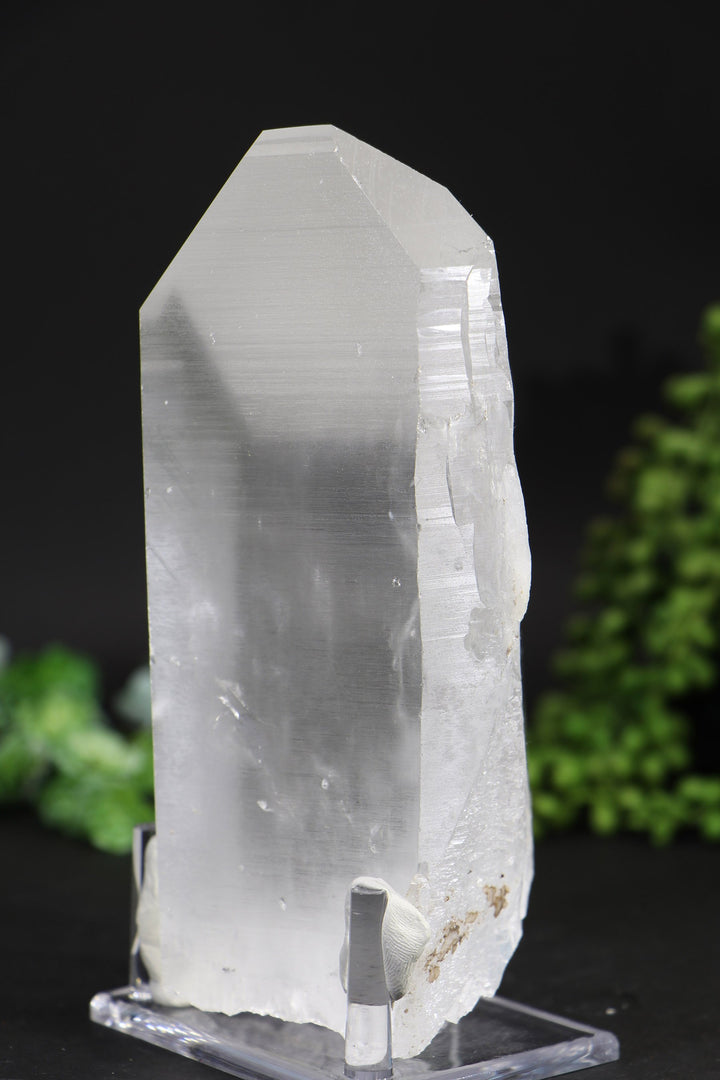 6.5" Lemurian