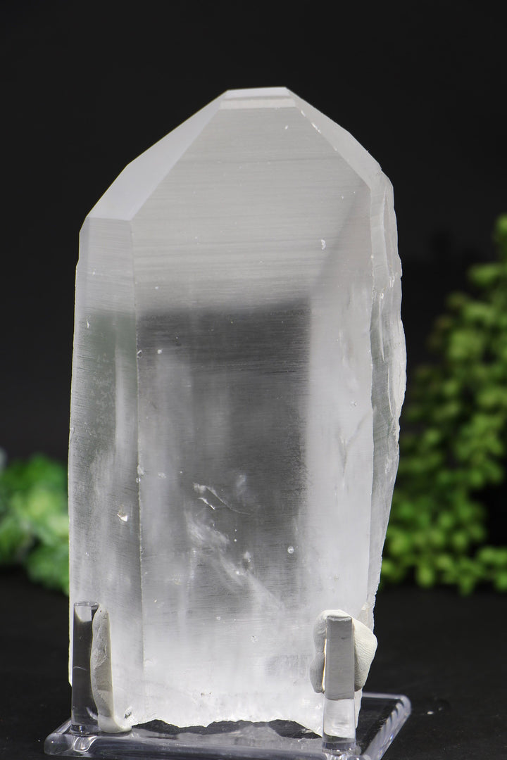 6.5" Lemurian