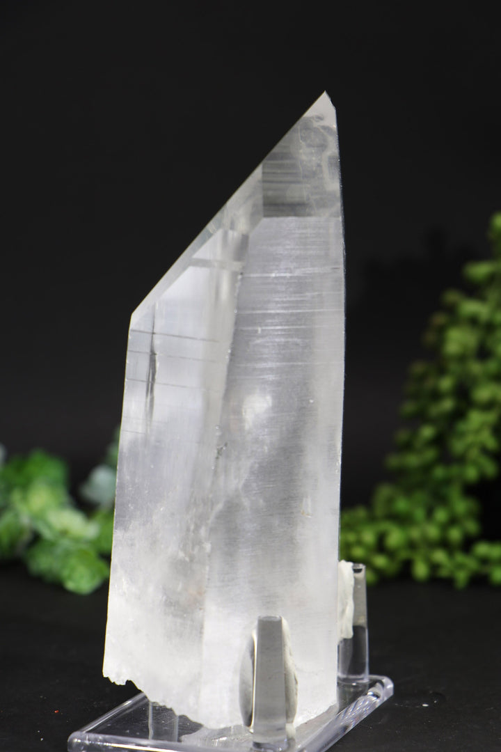 6.5" Lemurian
