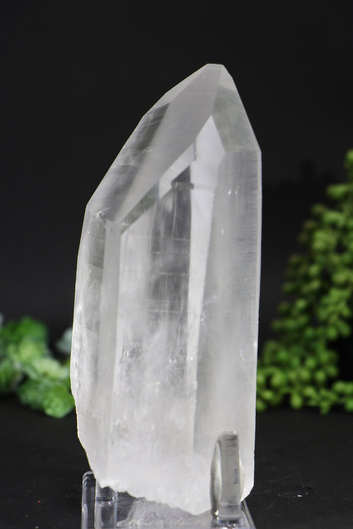 6.5" Lemurian