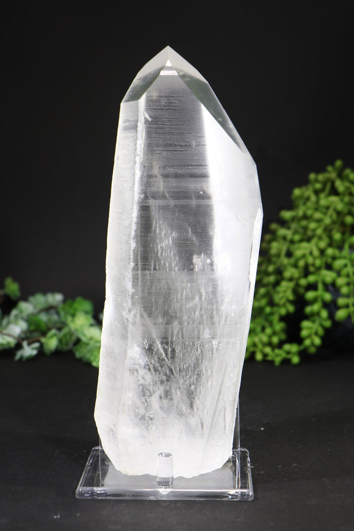 8.5" Lemurian
