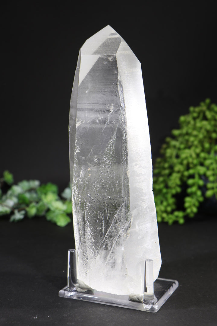 8.5" Lemurian