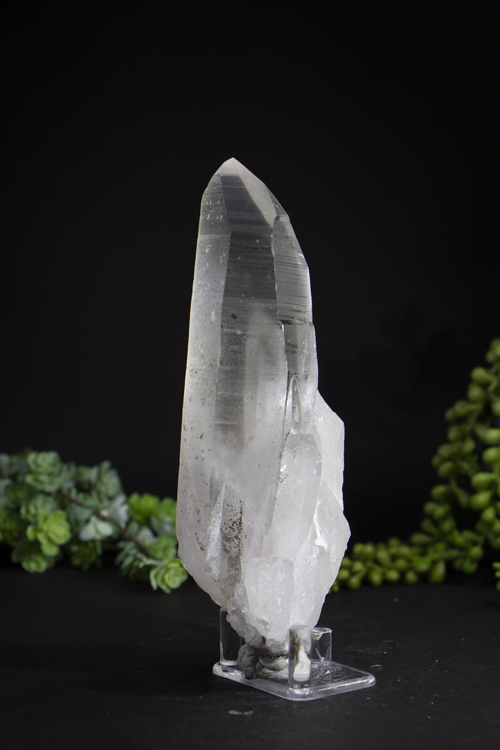 6.5" Lemurian