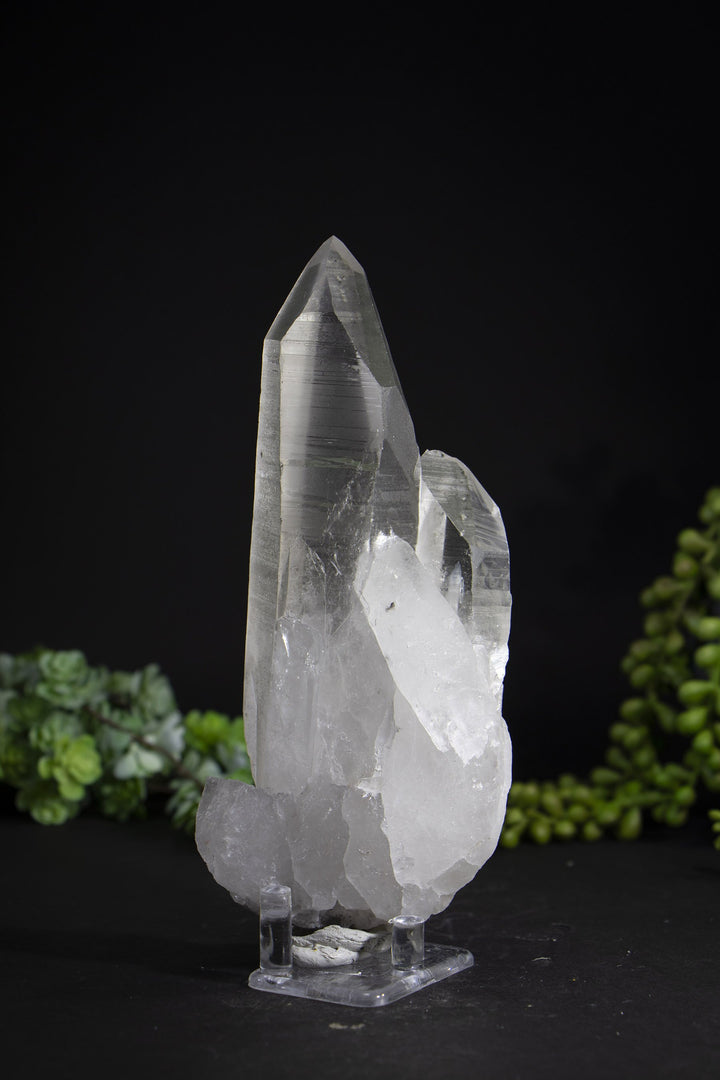 6.5" Lemurian