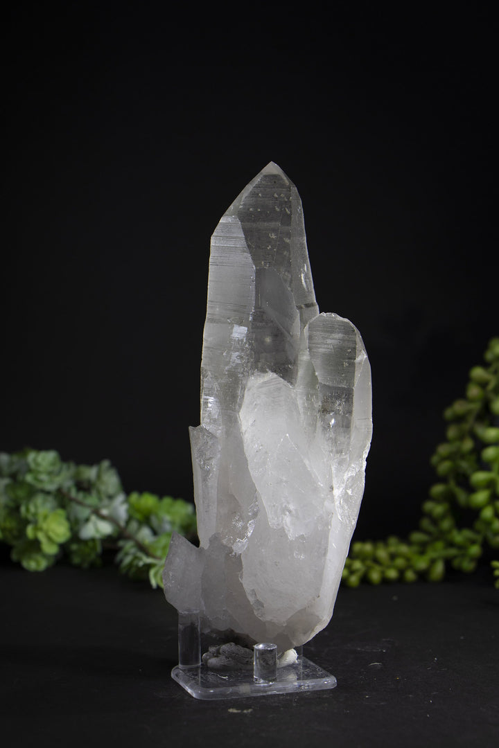 6.5" Lemurian