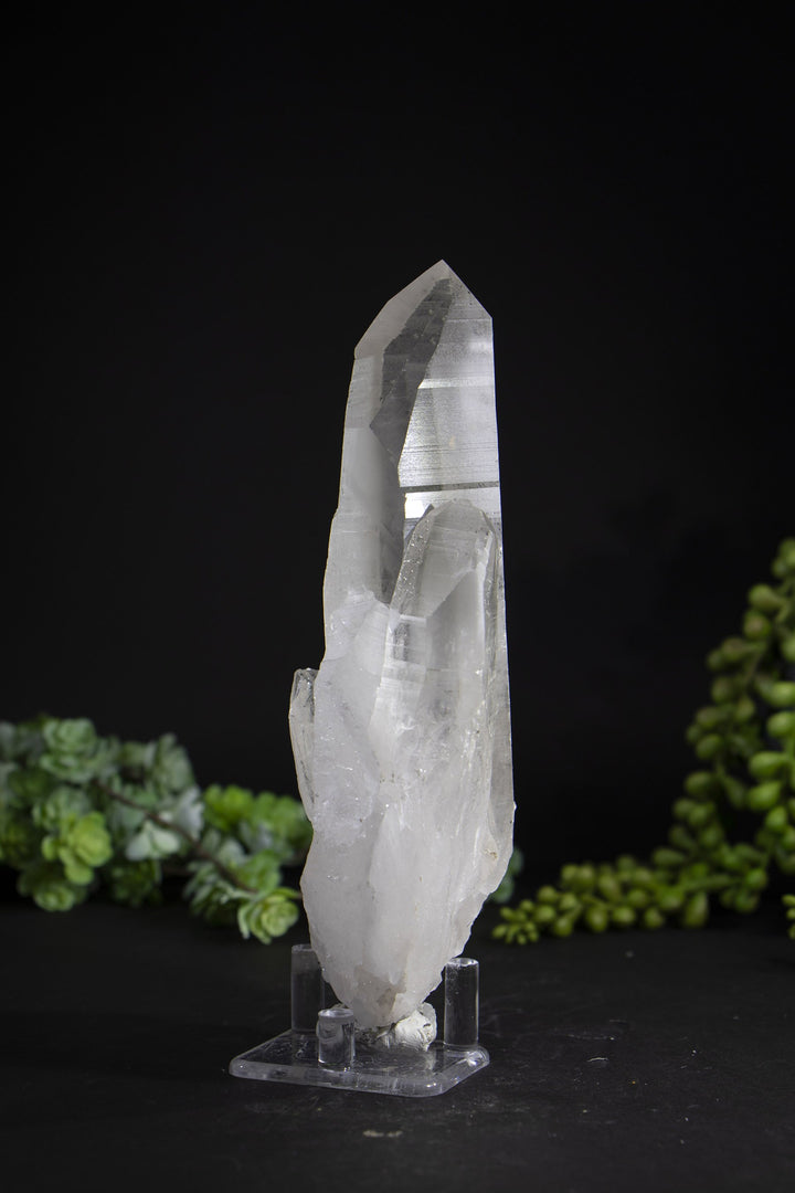 6.5" Lemurian