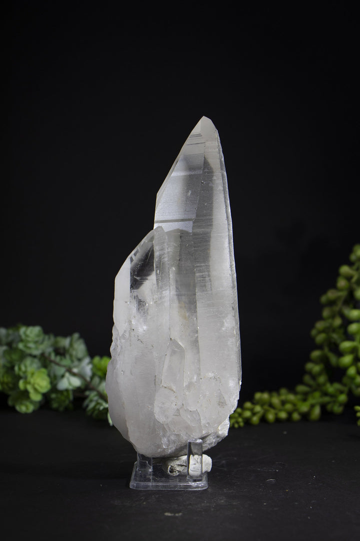 6.5" Lemurian