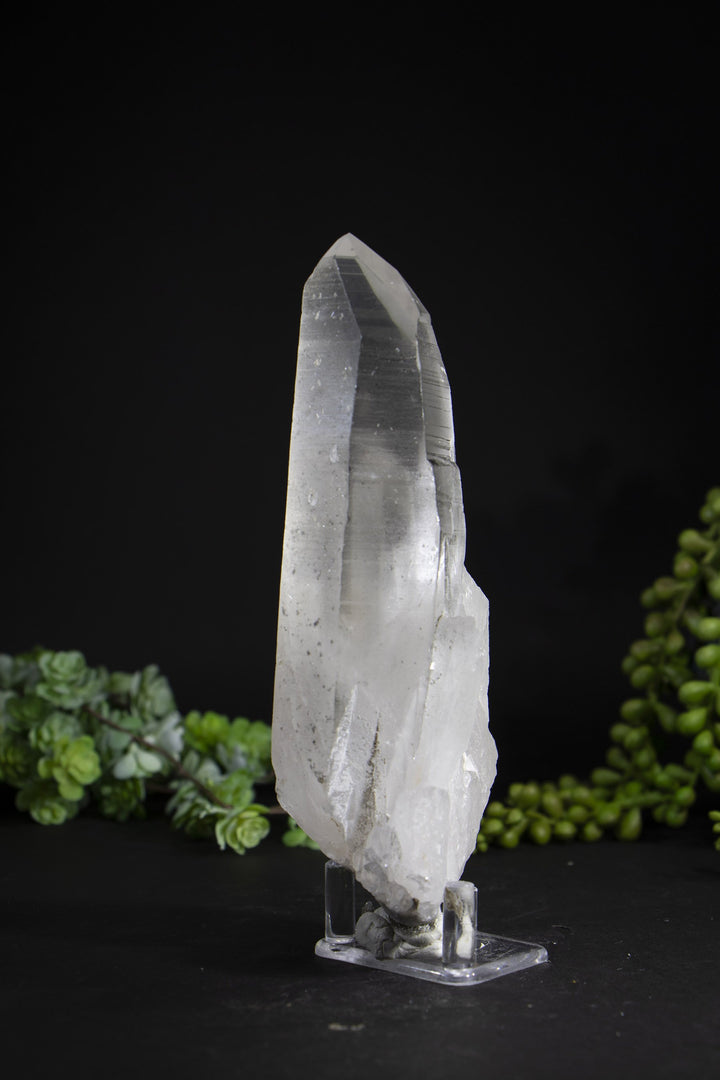 6.5" Lemurian