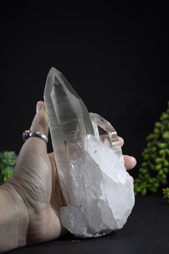 6.5" Lemurian