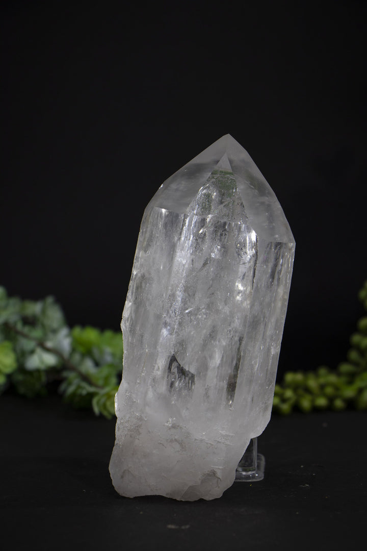 5.5" Lemurian