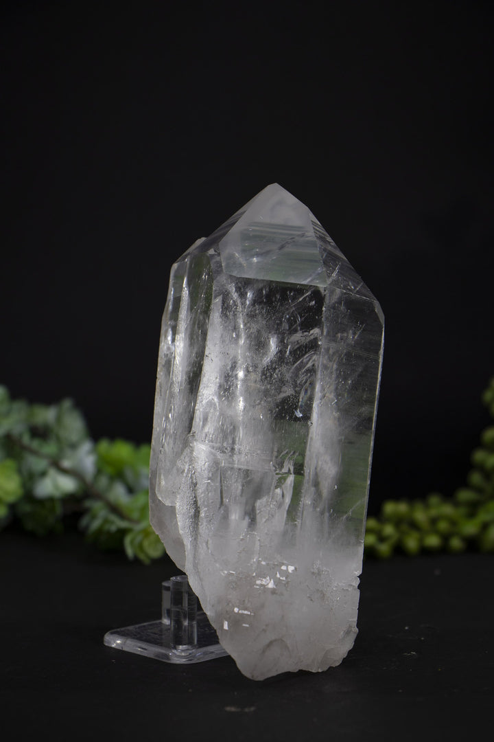 5.5" Lemurian